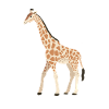 Girafe