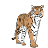 Sumatra - Tiger