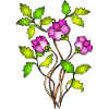 Fleur