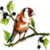 Bunter Vogel