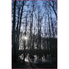 Wald mit Lichtstrahl
