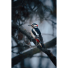 Buntspecht im Winter