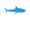 Shark Gift Shark Lover