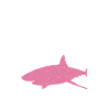 Shark Gift Shark Lover