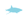Shark Gift Shark Lover