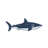 Shark Gift Shark Lover