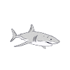 Shark Gift Shark Lover