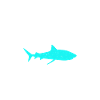 Shark Gift Shark Lover