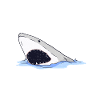 Shark Gift Shark Lover