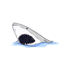 Shark Gift Shark Lover