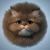 Fluffy Cat