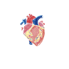 Herztransplantations Herzoperation Herz OP