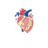 Herzoperation Herz OP Herztransplantation