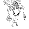 Platypus skeleton