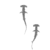 Hammerheads