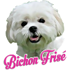 Bichon frisé