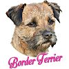 Border Terrier