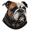 Beau bouledogue