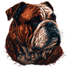Brown Bulldog