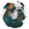Bulldog Expression