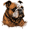 Schläfrige Bulldogge
