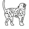Dalmatian Dog Dog Lovers Gift