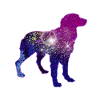 Bunter Hund