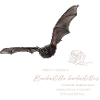 Mopsfledermaus