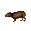 Capybara Animal Rodent Capibara