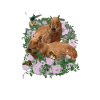 Capybara Animal Rodent Capibara