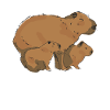 Capybara Animal Rodent Capibara