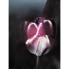 Tulip comic
