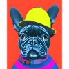 Cute and stylish French Bulldog