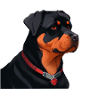Mignon Rottweiler sans arrière-plan