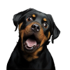 Fou mignon Rottweiler