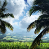 Palm Island