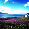 Paysage bucolique
