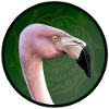 Pink flamingo in mandala green