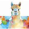 friendly alpaca