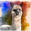 alpaca epic background