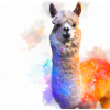 alpaca peacefull