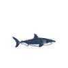Shark Gift Shark Lover