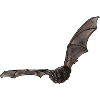 Mopsfledermaus einzeln