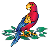 Perroquet du Paraguay
