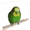 Parlez-moi birdy