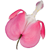 Flower erotic