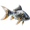 Watercolour Fish / Fisch