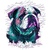 Wrinkled Face Bulldog