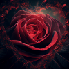 Valentine Rose