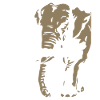 Angola - Eléphant